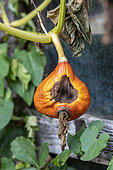Potimarron squash rotting on its stem in summer, Moselle, France