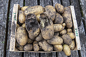 Harvest of 'José' potatoes including two potatoes eaten by field mice, summer, Moselle, France