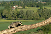 Badger (Meles meles) climbing on a tree trunk