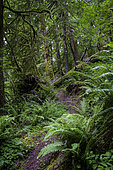 Trail through temperate forest, western slope, Cascade Mountains, Oregon.