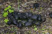 Black bear scat, Willamette National Forest, Oregon.