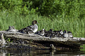 Common Goldeneye duck and ducklings (Bucephala clangula), Clear Lake, Willamette National Forest, Oregon.