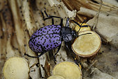 Pleasing Fungus Beetle, Gibbifer californicus, eating bird’s nest fungus, southeastern Arizona