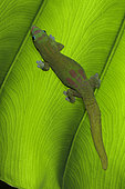 Gold Dust Day Gecko, Phelsuma laticauda laticauda, Hawaii.