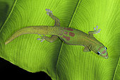 Gold Dust Day Gecko, Phelsuma laticauda laticauda, Hawaii.