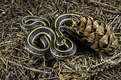 Northwestern Garter Snake, Thamnophis ordinoides, Linn County, Oregon.