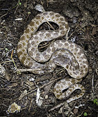 Night Snake, Hypsiglena torquata, southeastern Arizona.
