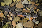 Northern Tidewater Goby (Eucyclogobius newberryi), Santa Barbara County, California.