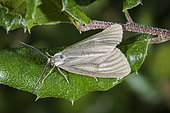 California Oak Moth (Phryganidia californica), Santa Barbara County, California