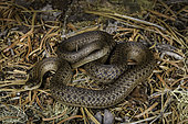 Oregon Aquatic Garter Snake (Thamnophis atratus atratus) clear lake, McKenzie River, Oregon.