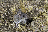 Pinyon Deermouse, Peromyscus truei, eastern Sierra Mountains, California.