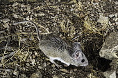 Pinyon Deermouse, Peromyscus truei, eastern Sierra Mountains, California.