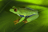 Red Eyed Tree Frog (Agalychnis callidryas) on a leaf, Costa Rica.