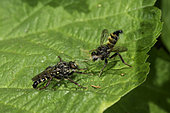Male robber fly (on the right) makes a mating display as he approaches the female. He must convince the female of his intentions or he may become her next meal. Oregon