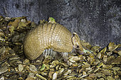 Three-banded Armadillo, Tolypeutes matacus, native of Brazil.