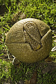 Three-banded Armadillo, Tolypeutes matacus, native of Brazil. It is one of only two species of armadillos which can roll into a ball.