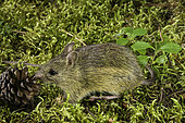 Western Jumping Mouse, Zapus princeps, Glacier National Park, Montana.