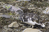White-tailed Ptarmigan, Lagopus leucurus, whistler mountain, Alberta Province, Canada.