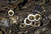 Common Bird's Nest Fungus (Crucibulum laeve), Linn County, Oregon. The spore packets (peridioles) are dispersed by rain drops splashing them out of the 'nest'., Linn County, Oregon.
