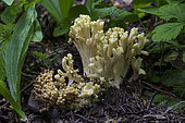 Bleeding Coral Mushroom (Ramaria sanguinea), Willamette National Forest, Oregon.