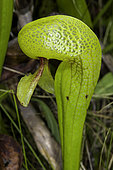 California PItcher Plant (Darlingtonia californica), also known as cobra lily, TJ Howell Botanical Drive, Rogue River-Siskiyou National Forest, California.