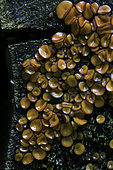 Eyelash Pixie Cup fungus, Scutellinia scutellata, willamette national forest, Linn County, Oregon.