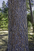 Granary Tree of Acorn Woodpeckers in a Jeffrey Pine tree, Santa Ynez Valley, Santa Barbara County, California.