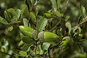 Island Scrub Oak, Quercus pacifica, endemic to three channel islands of California: Santa Cruz Island, Santa Rosa Island and Catalina Island.
