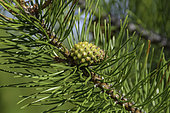 Lodgepole Pine pinecone and needles, Pinus contorta subsp. latifolia, photographed in Montana.