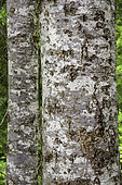 Pacific Silver Fir (Abies amabilis), Willamette National Forest, Oregon.