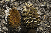 Comparison of Limber Pine cone on right and Engelmann Spruce cone on left, Great Basin National Park, Nevada.