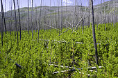 Regrowth of Lodgepole Pine forest, Pinus contorta subsp. latifolia, following fire, Montanta.