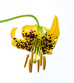 Columbia lily, also known as Tiger Lily, Lilium columbianum, Willamette National Forest, Oregon.