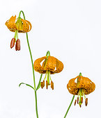 Columbia lily, also known as Tiger Lily, Lilium columbianum, Willamette National Forest, Oregon.