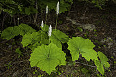 Vanilla Leaf, Achlys triphylla, Willamette National Forest, Oregon.