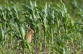 Brown hare (Lepus europaeus) amongst maize, England