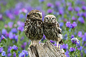 Little owl (Athene noctua) perched on a post amongst echium, England