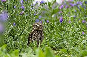 little owl (Athene noctua) looking for food amongst echium