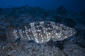 Brown-marbled Grouper (Epinephelus fuscoguttatus) female ready to lay, on the boat pass. Mayotte
