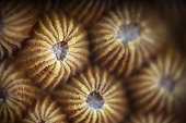 Coral polyp detail, Mayotte