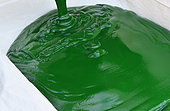 The Bretagne Spiruline company cultivates spirulina, a microalgae that is part of cyanobacteria, used as a food supplement because it is rich in proteins, amino acids, vitamins (B1, B2, B3, B5, B6, B9 and B12, E and K), minerals , trace elements (calcium, chromium, boron, magnesium, cobalt, iron, potassium, zinc, copper, phosphorus, sodium…), enzymes and amino acids. Spirulina can be consumed in granules and is part of the composition of various products (chocolate, soap ...). Landaul. Morbihan (56). France.