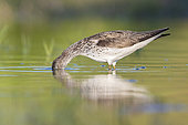 Greenshank (Tringa nebularia), side view of an adult looking for food in a swamp, Campania, Italy