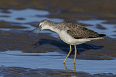 Greenshank (Tringa nebularia), side view of an adult swallowing an eel, Campania, Italy