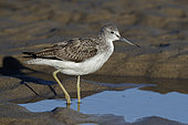 Greenshank (Tringa nebularia), side view of an adult standing on the shore with a caught eel stuck in its nostril, Campania, Italy