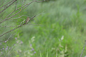 House Sparrow (Passer domesticus) female on a branch, Murviel les Béziers, Hérault, France