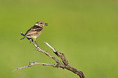 Siberian Stonechat (Saxicola torquata) female with an insect in her beak on a branch, Fouzilhon, Hérault, France