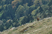 Red deer (Cervus elaphus) bellowing in the mountains, Parc Naturel des Volcans d'Auvergne, Cantal, France