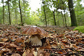 King Bolete (Boletus edulis) on a forest path in the Espinouse Massif, Hérault, France