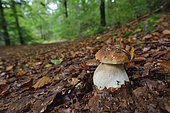 King Bolete (Boletus edulis) on a forest path in the Espinouse Massif, Hérault, France