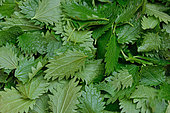 Collecting Nettle Leaves (Urtica sp) to be dried to make herbal tea, France